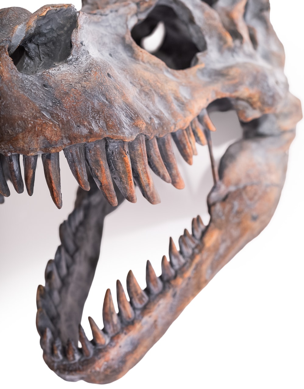 Extra Large T-Rex Skull Wall Head - BD102