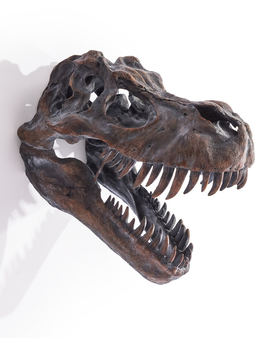 Extra Large T-Rex Skull Wall Head - BD102