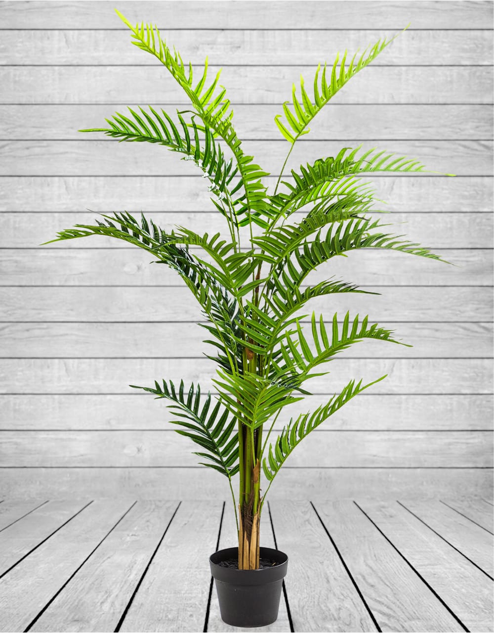 Ornamental Fern Tree in Black Pot - AF41