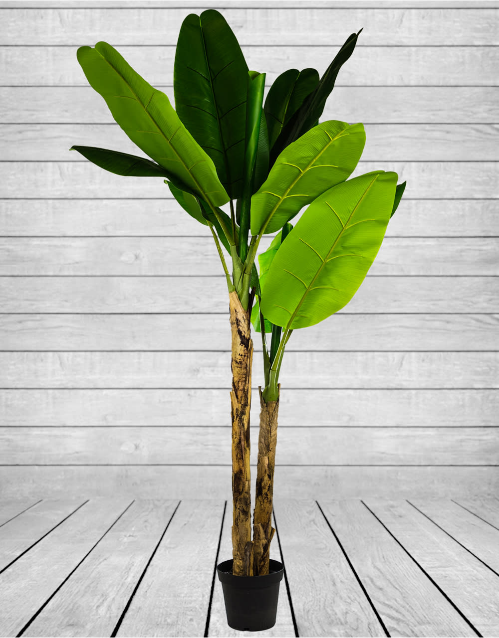 Large Ornamental Banana Tree in Black Pot - AF42