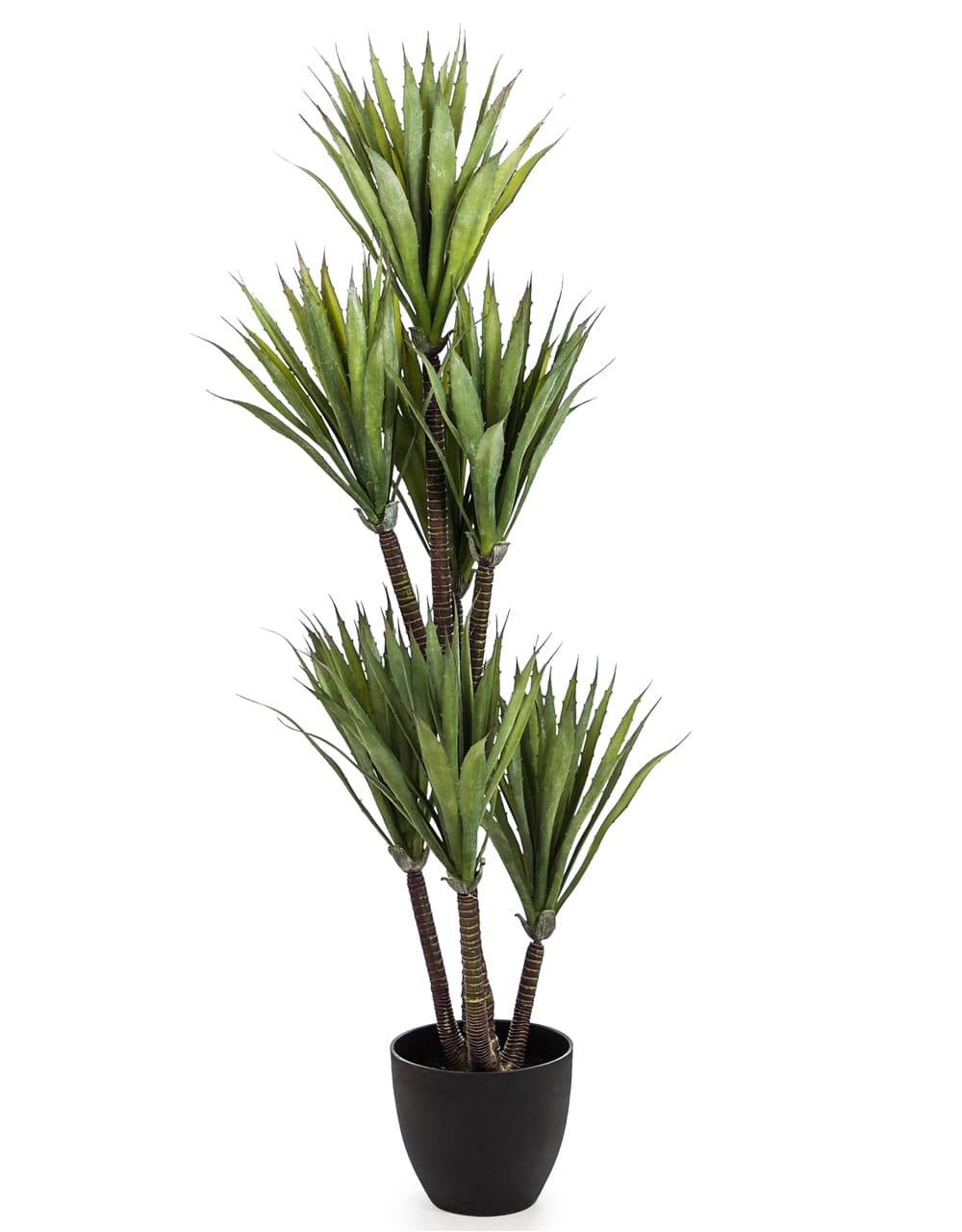 Large Ornamental Yucca Tree in Black Pot - AF43