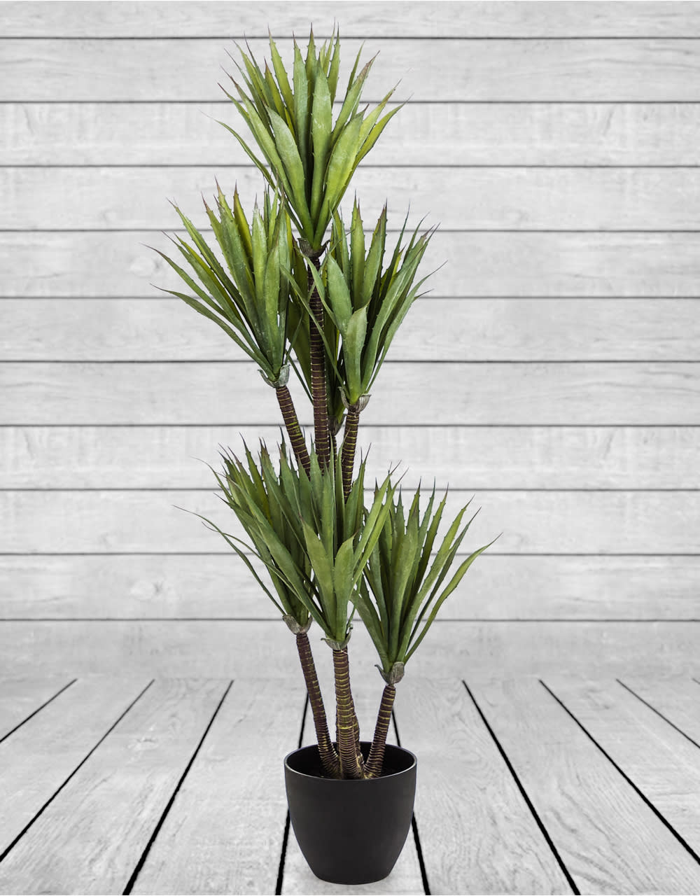 Large Ornamental Yucca Tree in Black Pot - AF43