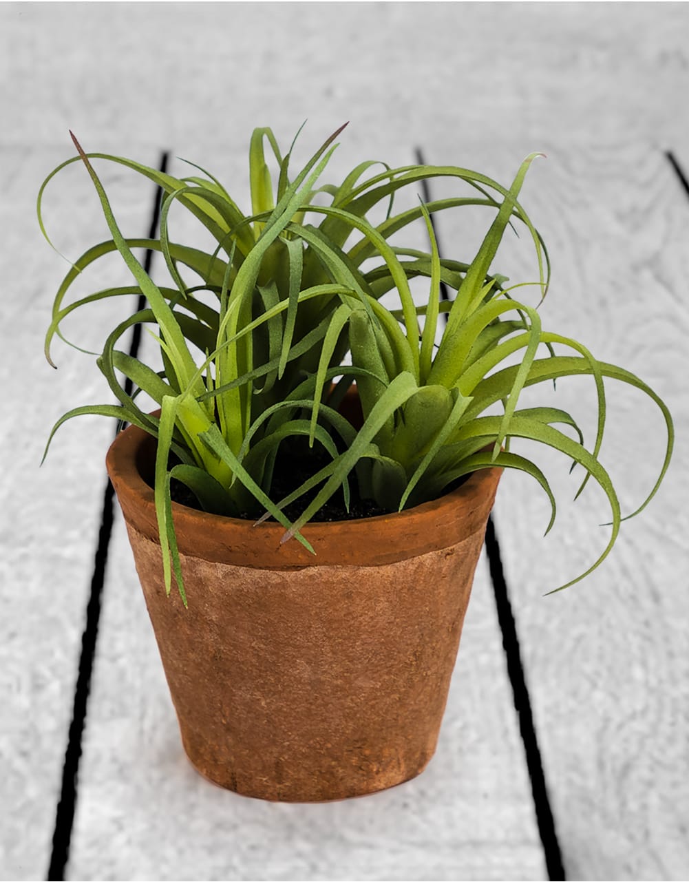 Ornamental Succulent in Terracotta Pot - AF48