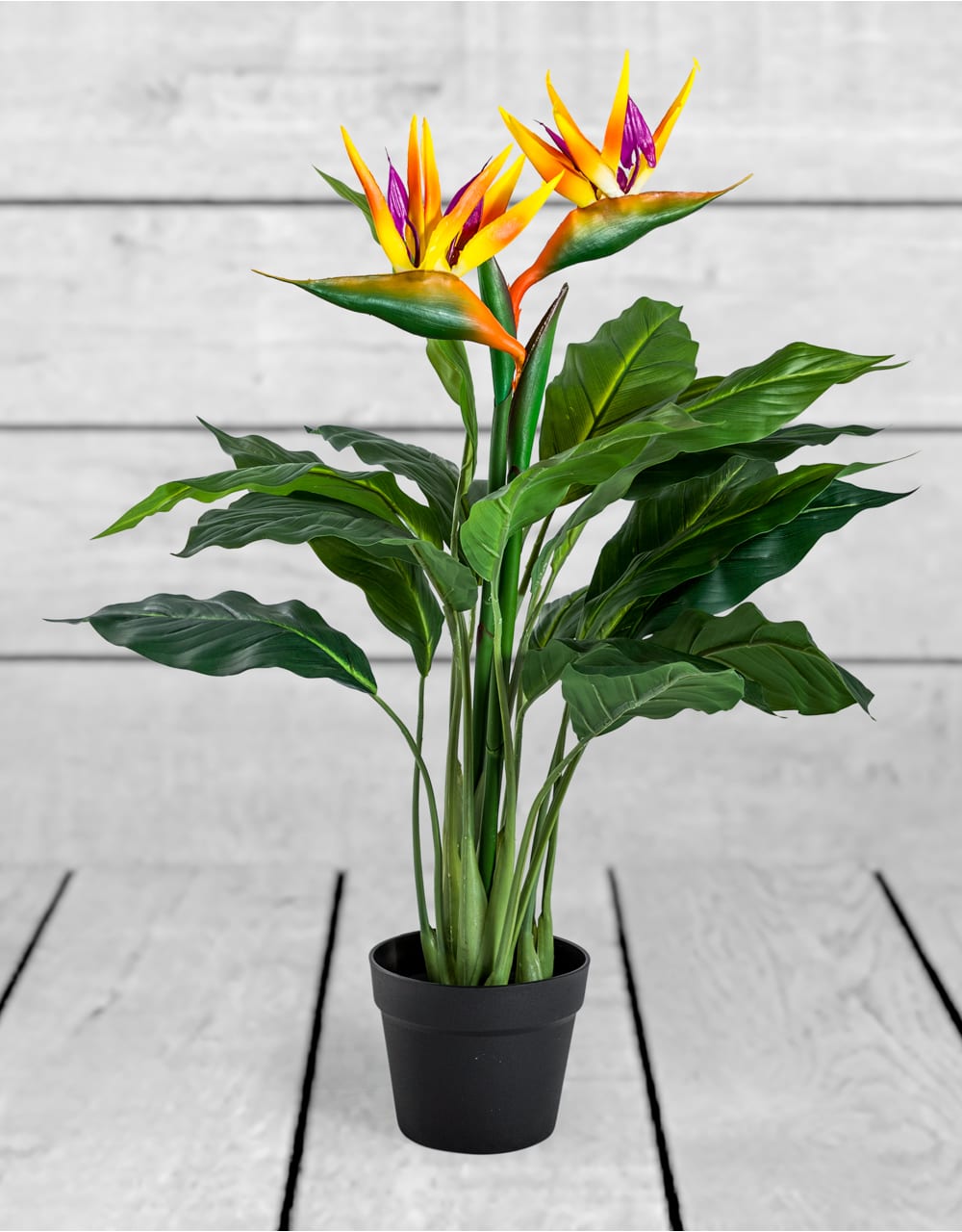 Ornamental Potted Bird of Paradise Plant - AF65