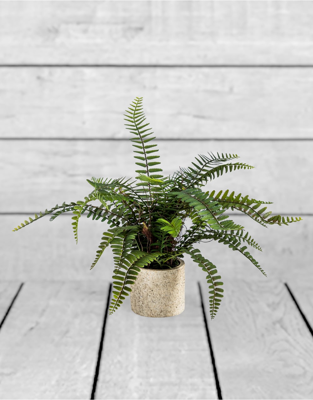 Ornamental Potted Fern Plant (to be bought in qtys of 2) - AF69