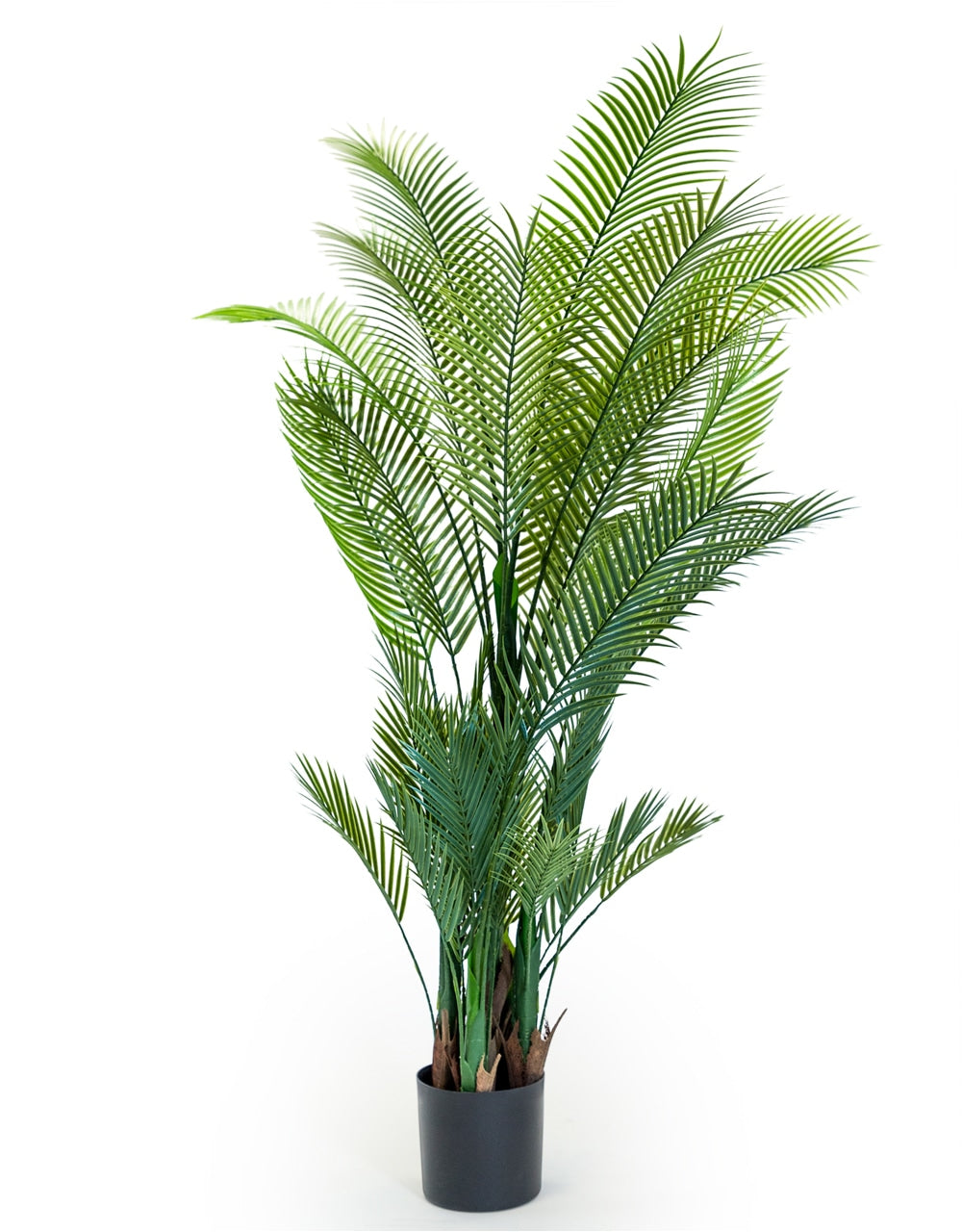 Large Ornamental Palm Tree in Black Pot - AF87