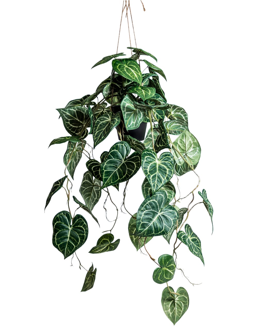 Ornamental Hanging Vine in Black Pot (to be bought in qtys of 6) - AF92