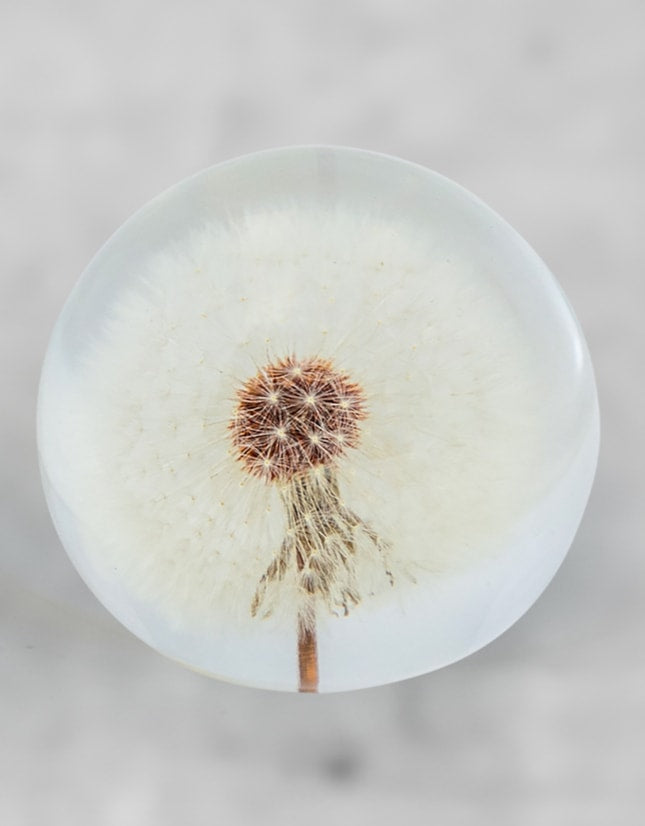 Large Round Acrylic Glass Real Dandelion Paperweight with Gift Box - GW138