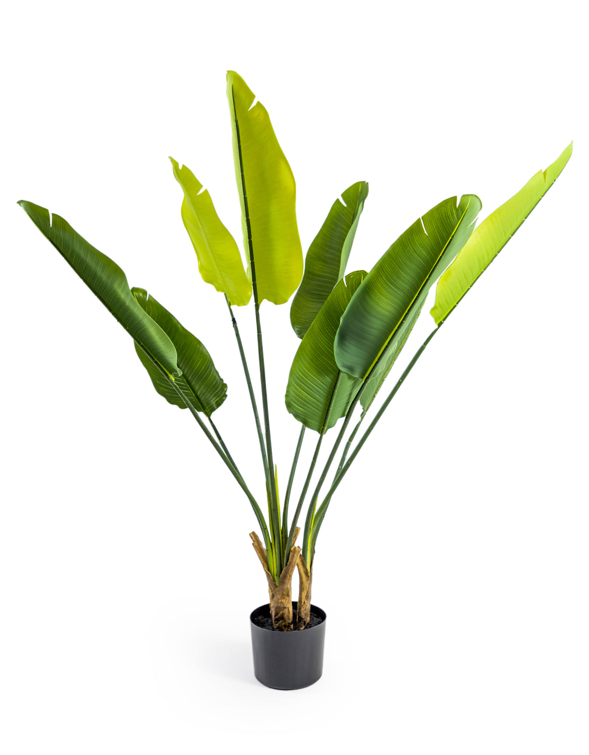 Large Ornamental Strelitzia Reginae Tree - AF97