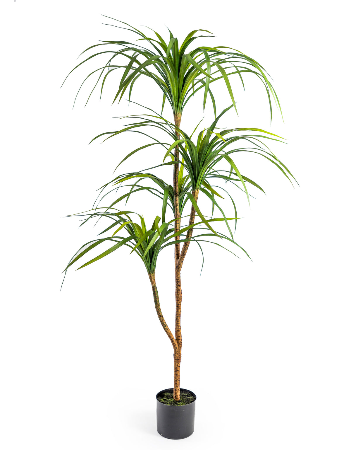 Large Ornamental Marginata Tree - AF98
