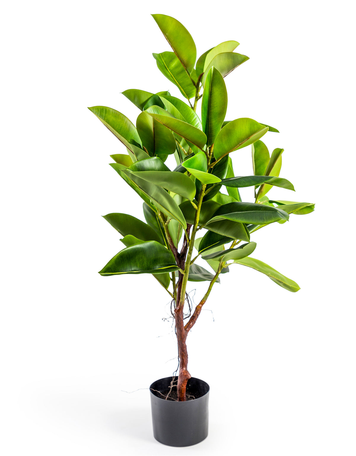 Large Potted Rubber Plant - AF101