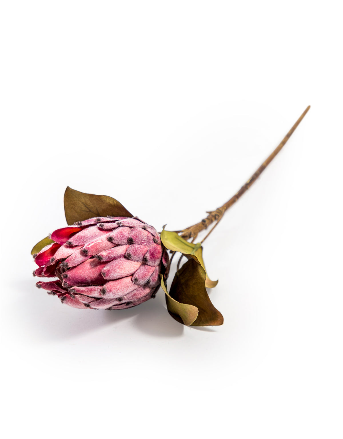Single Protea Stem (to be bought in qtys of 12) - AF110