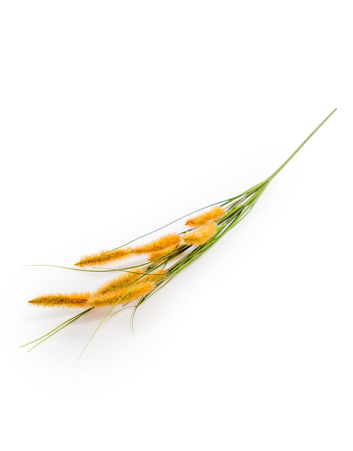 Single Setaria Grass Stem (to be bought in qtys of 24) - AF117