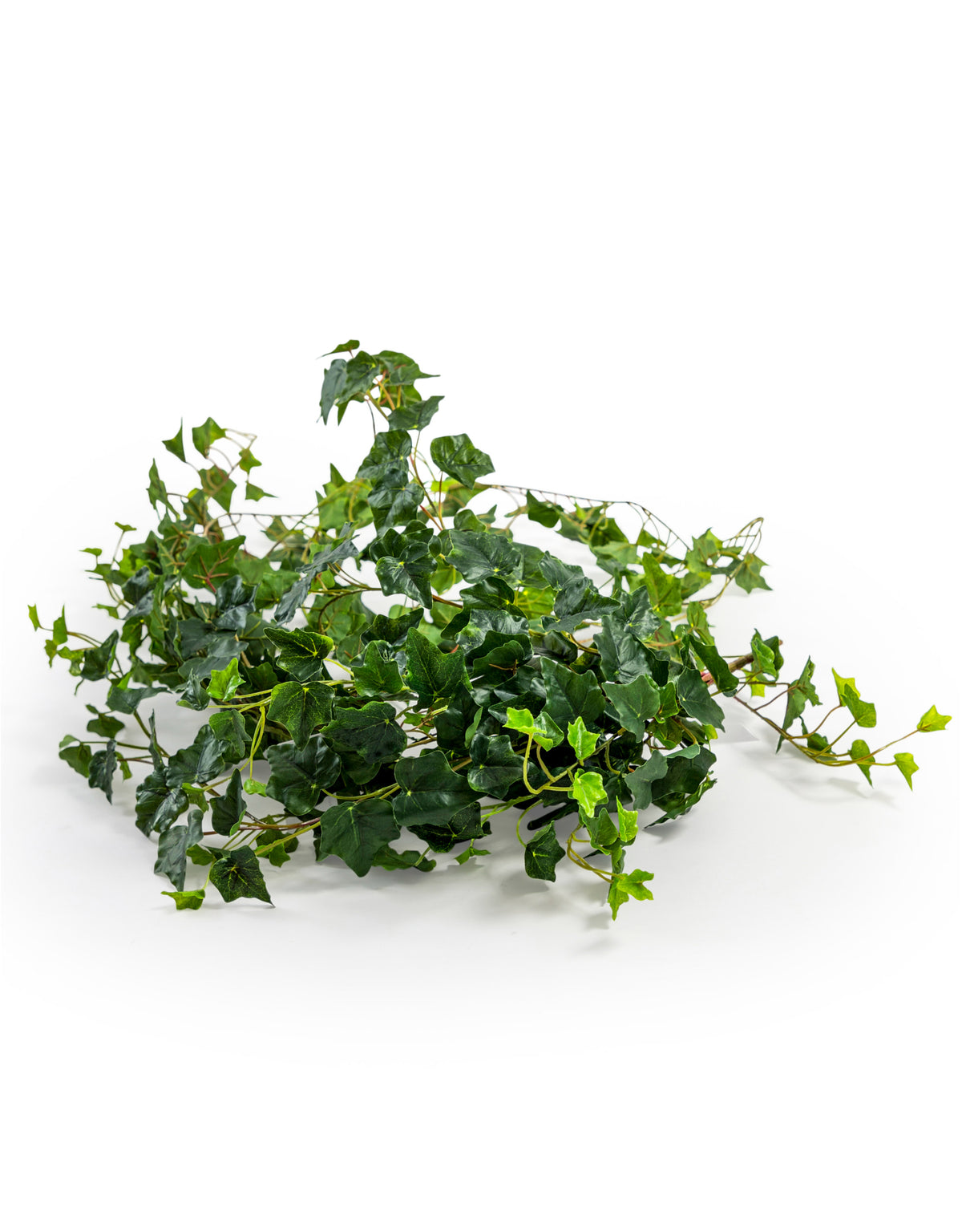 Trailing Ivy Branch - AF118