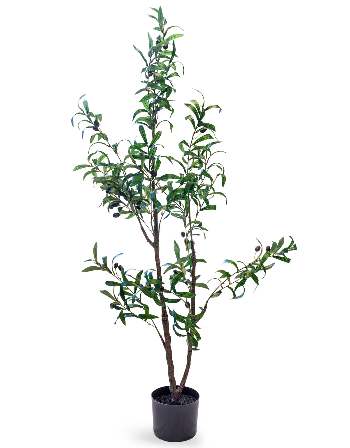 Large Ornamental Potted Olive Tree - AF122