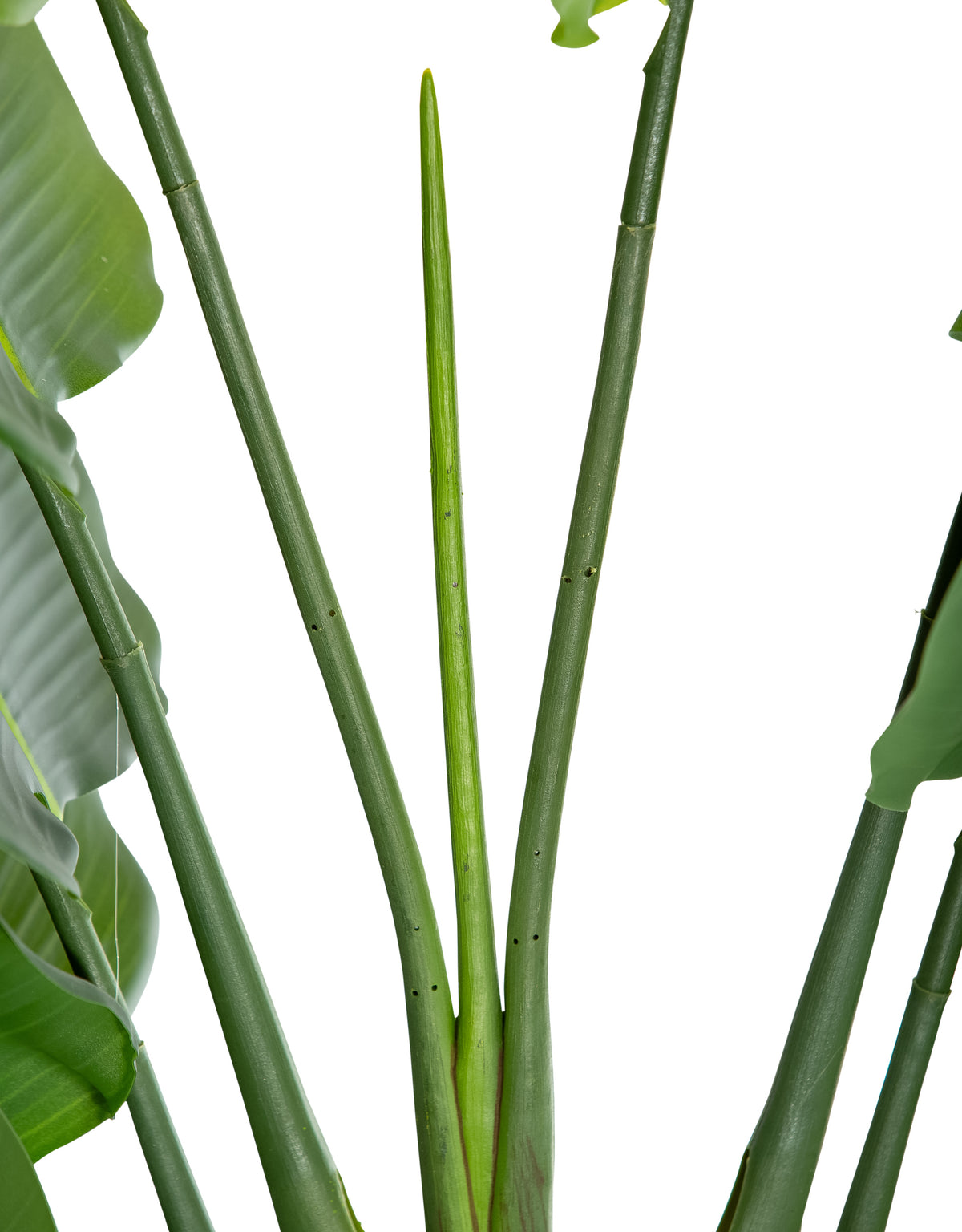 Extra Large Ornamental Strelitzia Tree - AF125
