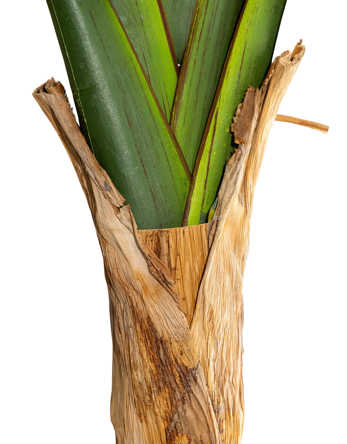 Extra Large Ornamental Strelitzia Tree - AF125