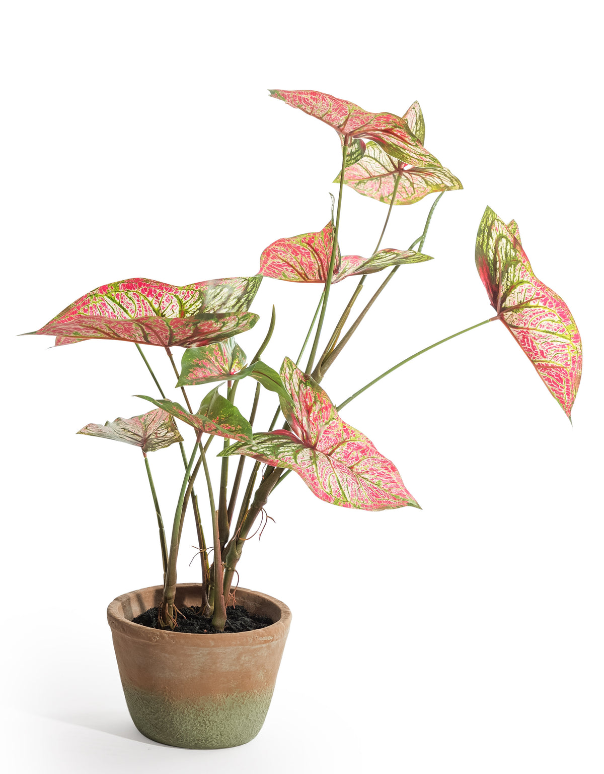 Ornamental Potted Caladium Plant (to be bought in qtys of 4) - AF127
