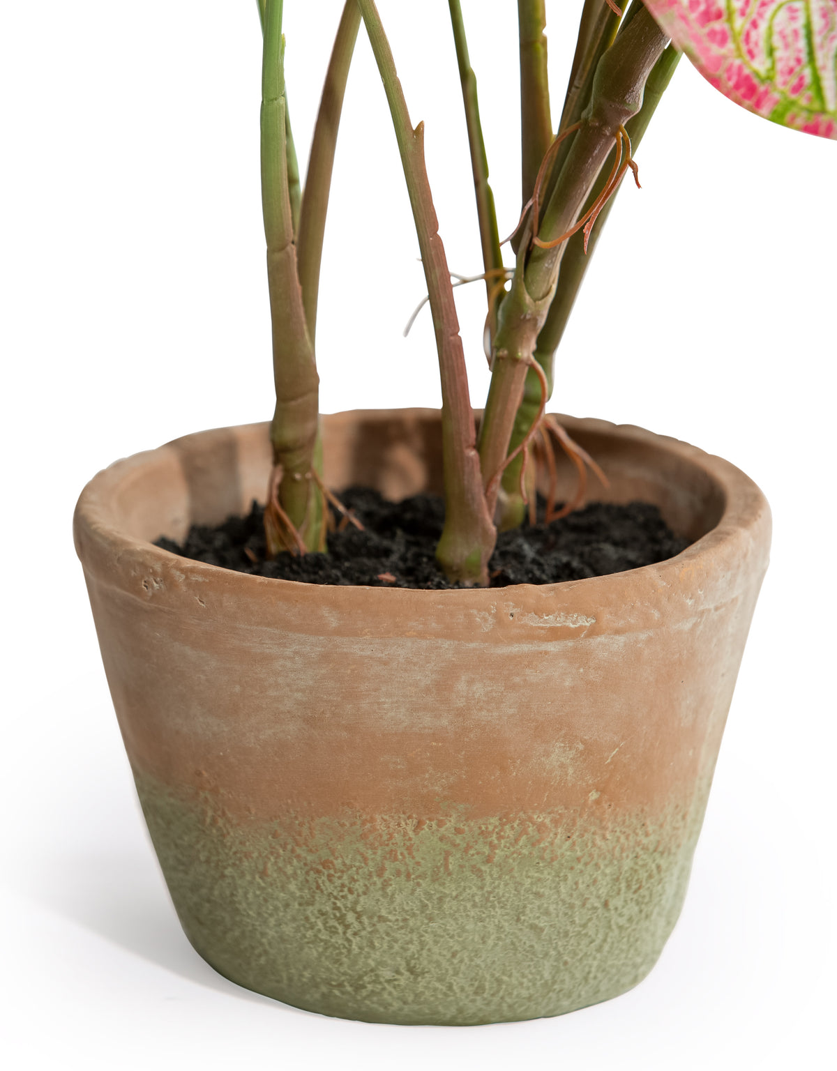 Ornamental Potted Caladium Plant (to be bought in qtys of 4) - AF127