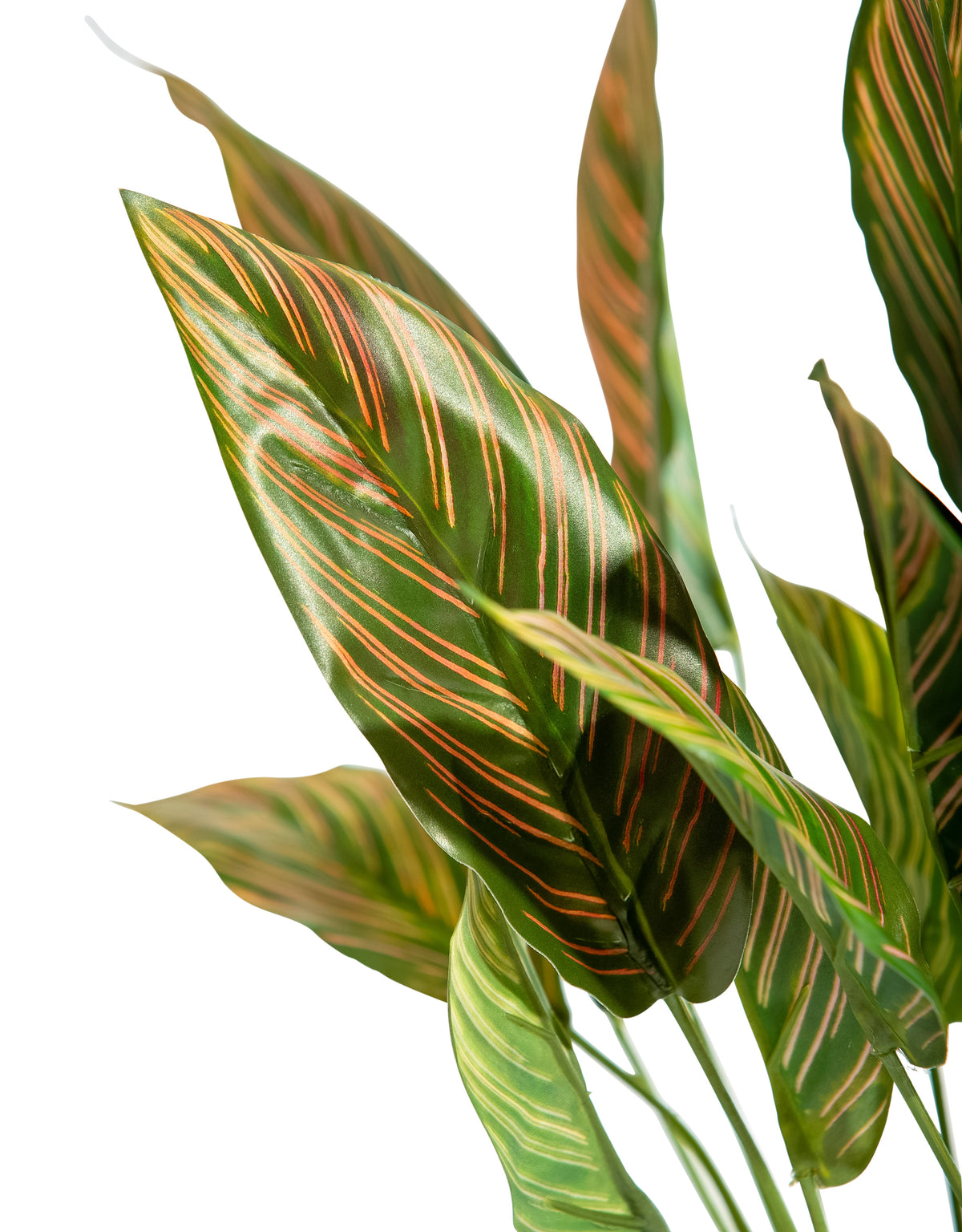 Ornamental Potted Pink Leaf Calathea Plant (to be bought in qtys of 6) - AF129