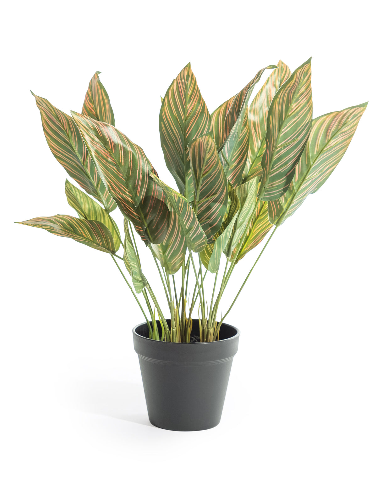 Ornamental Potted Pink Leaf Calathea Plant (to be bought in qtys of 6) - AF129