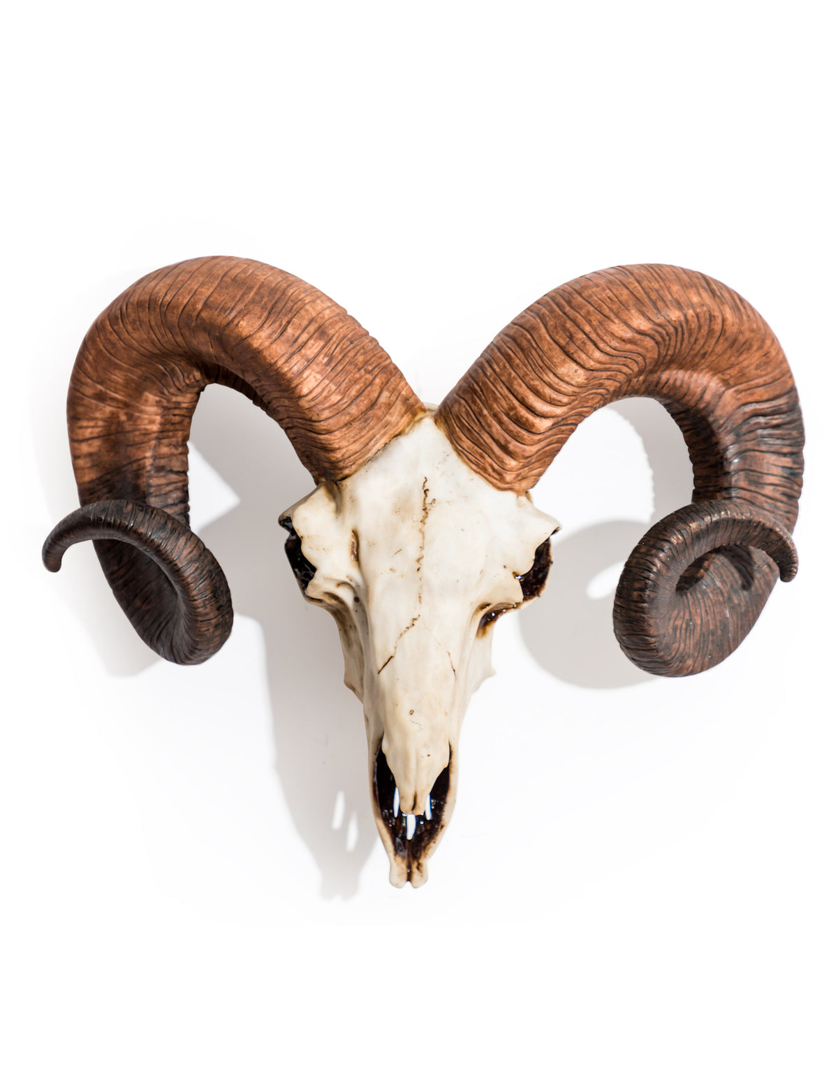 "Natural" Ram Skull Wall Head - BD175