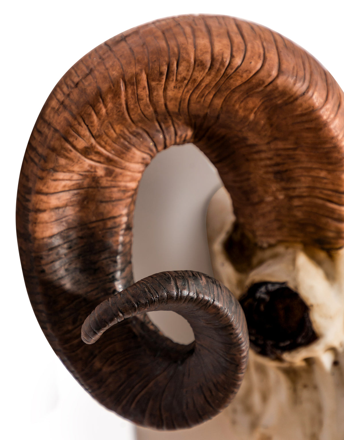 "Natural" Ram Skull Wall Head - BD175