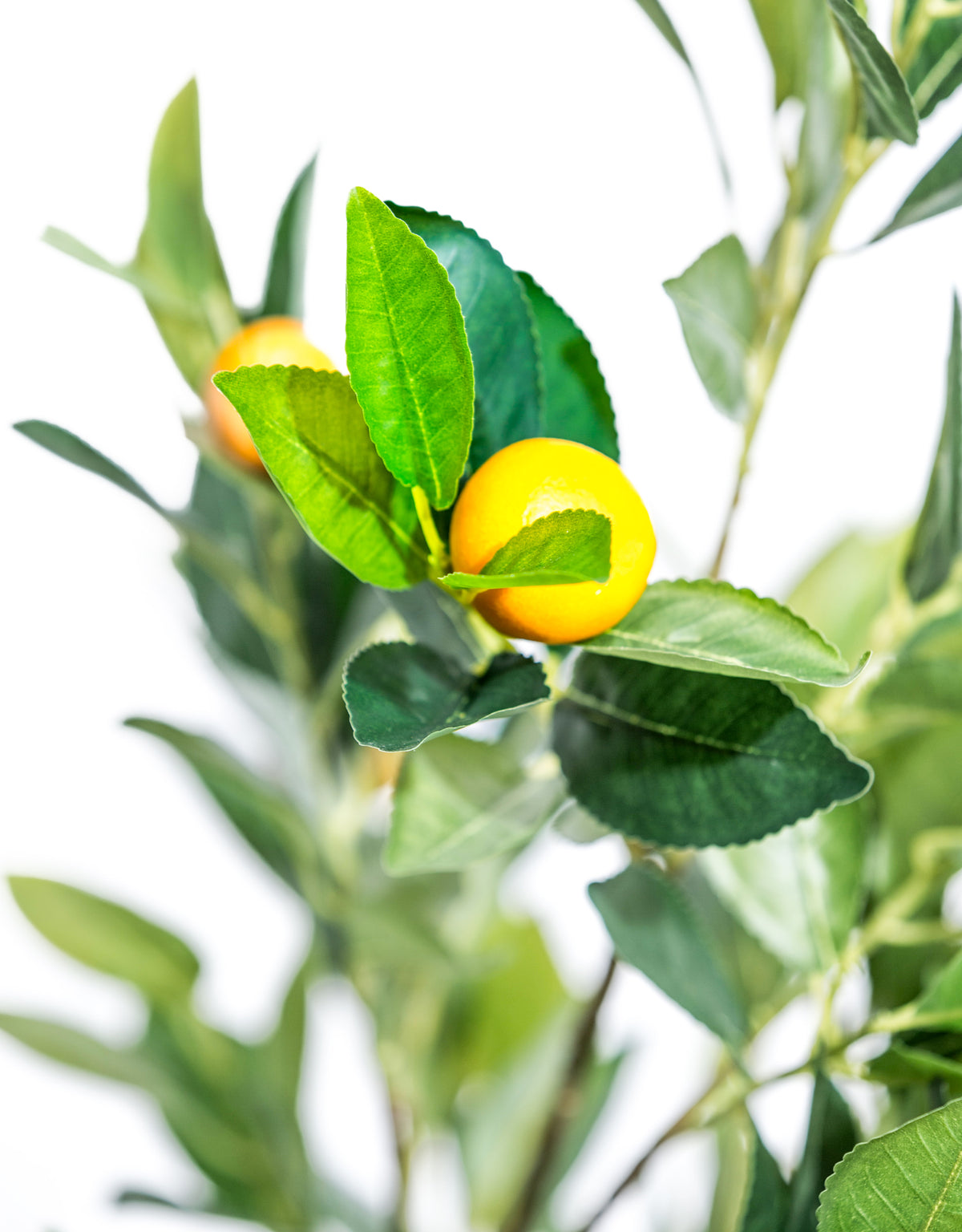 Large Ornamental Potted Orange Tree - AF130