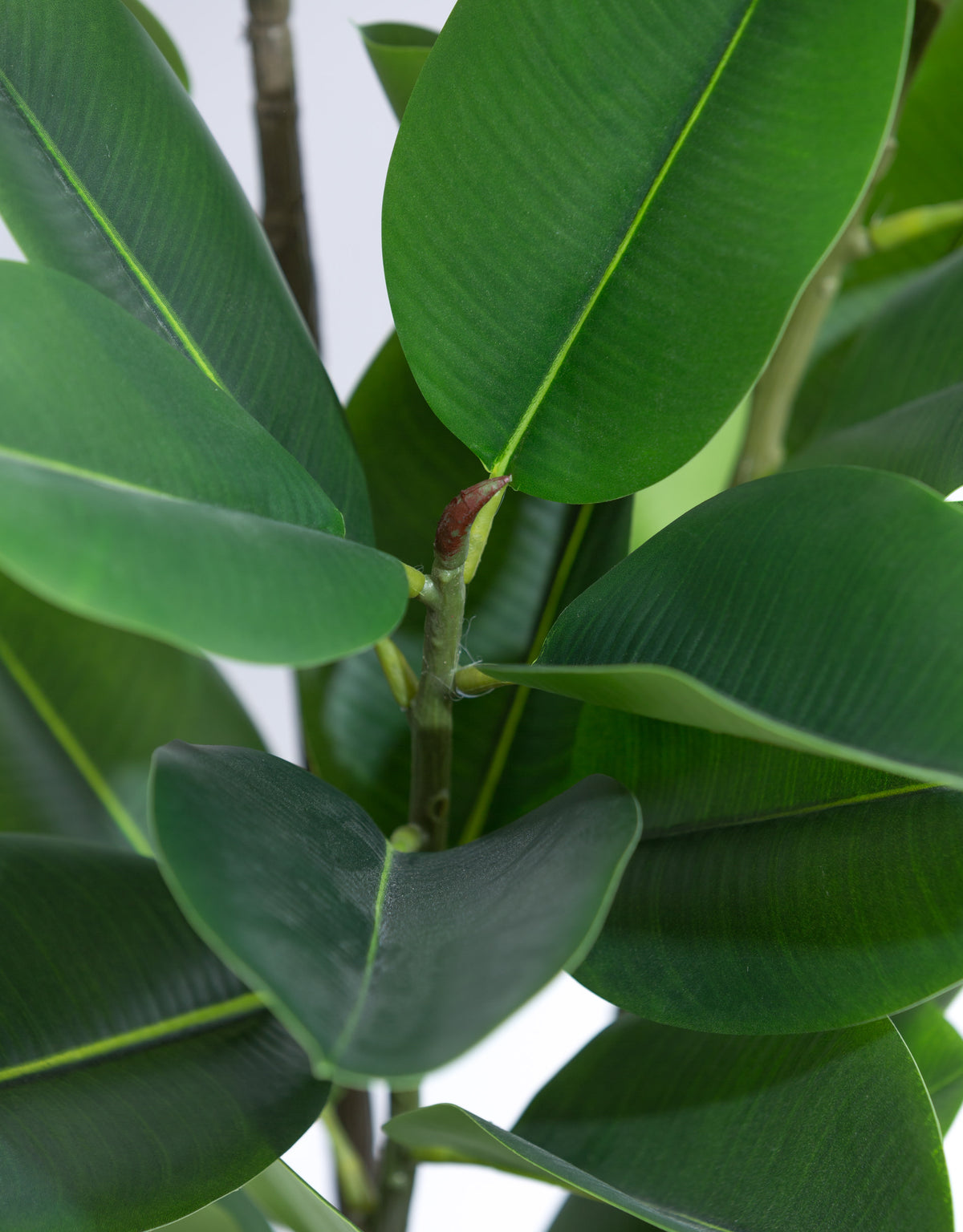 Tall Potted Rubber Plant - AF131