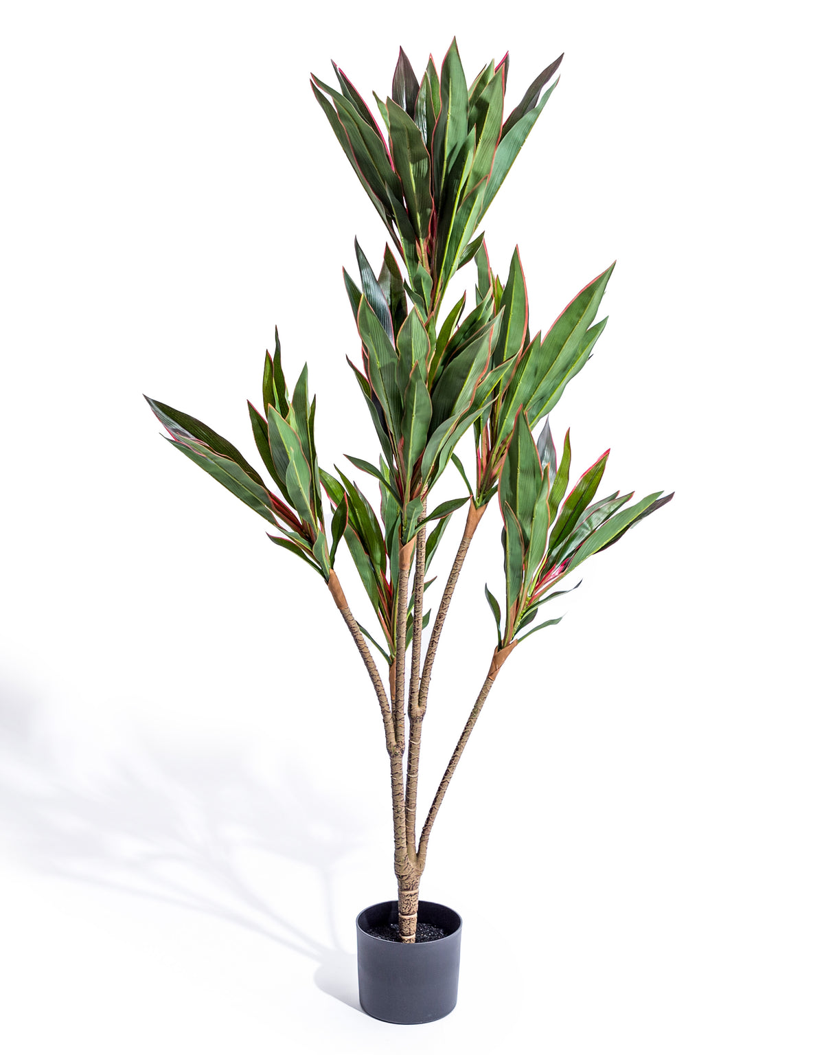 Large Ornamental Potted Red-Edged Dracaena - AF132
