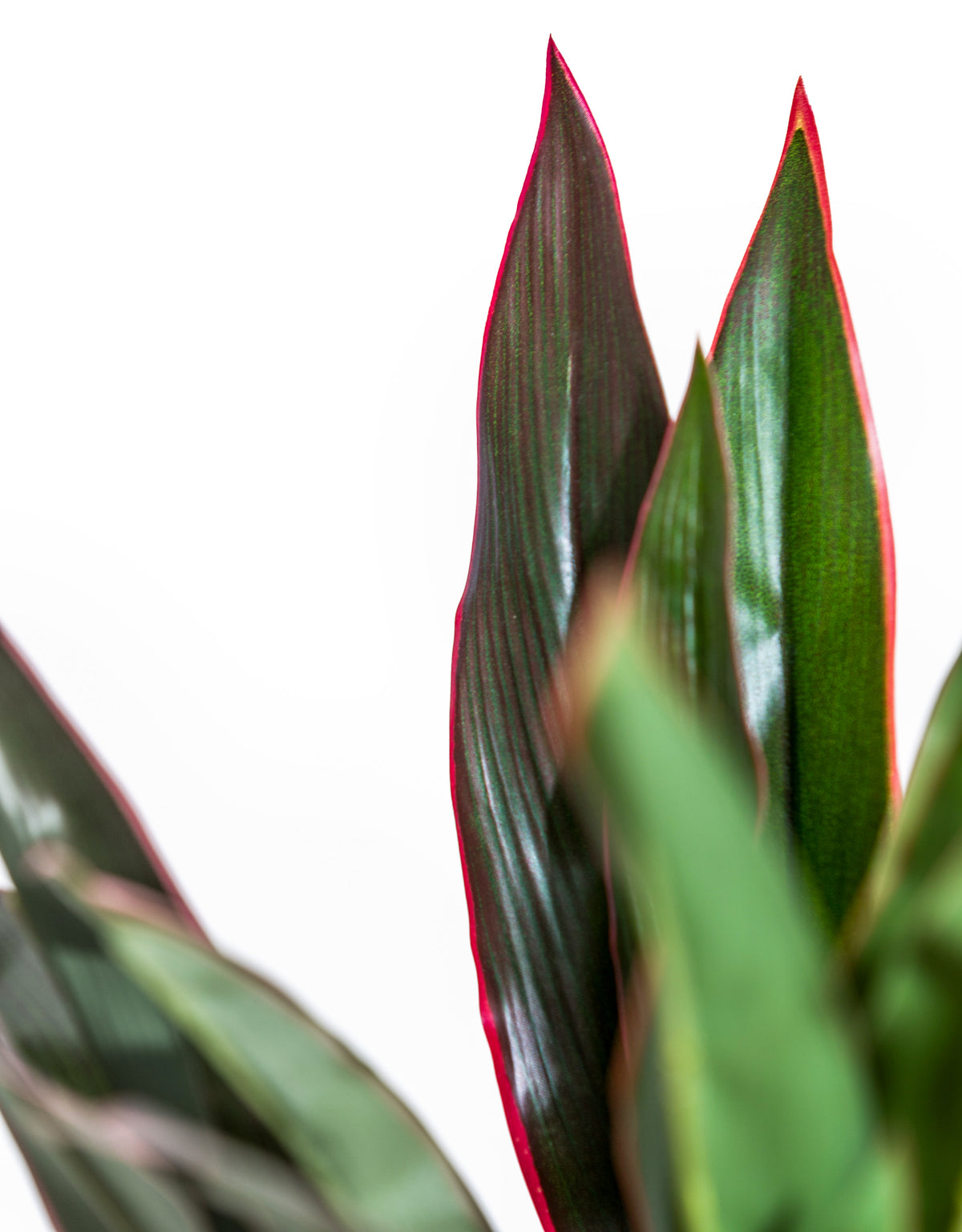 Large Ornamental Potted Red-Edged Dracaena - AF132