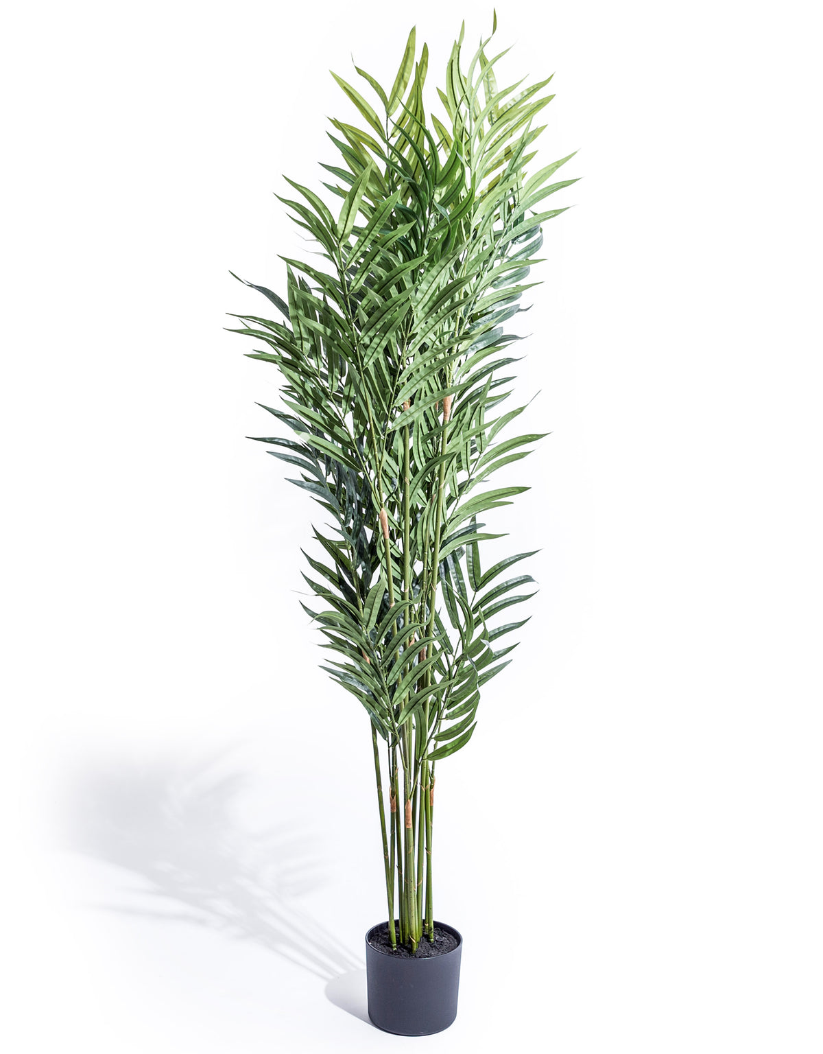 Extra Large Bamboo Tree - AF133