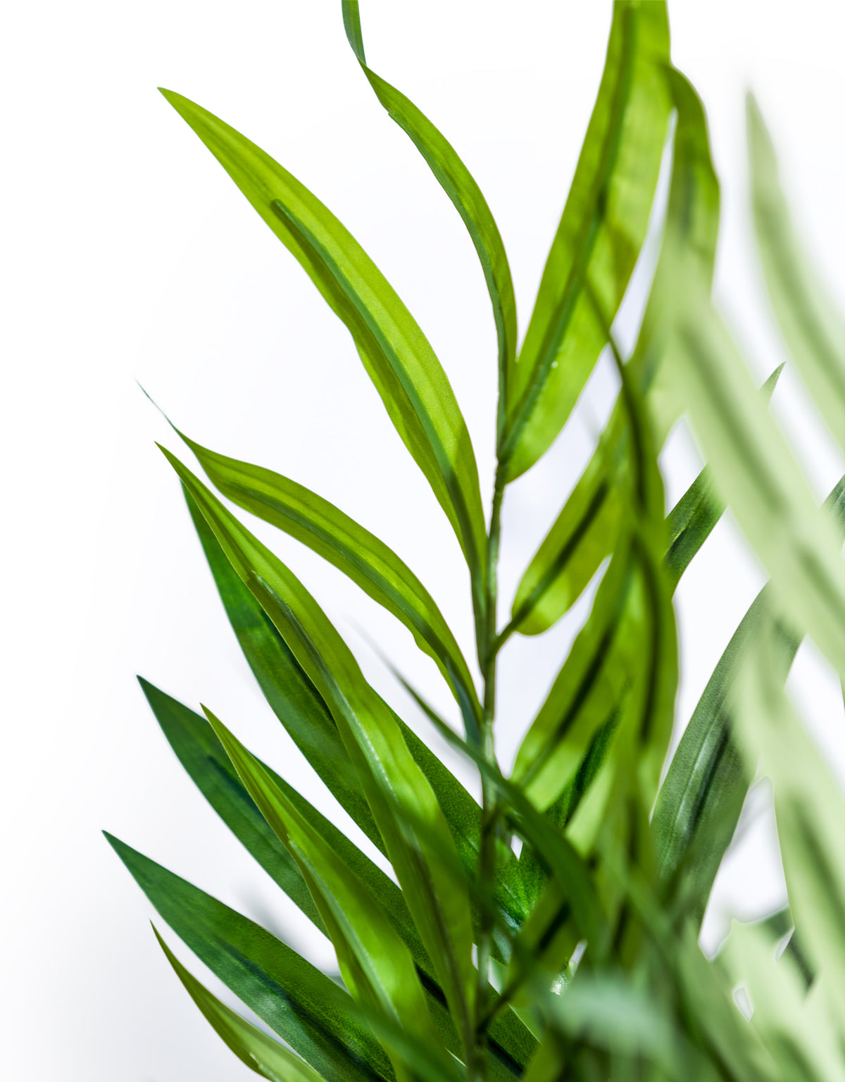 Extra Large Bamboo Tree - AF133