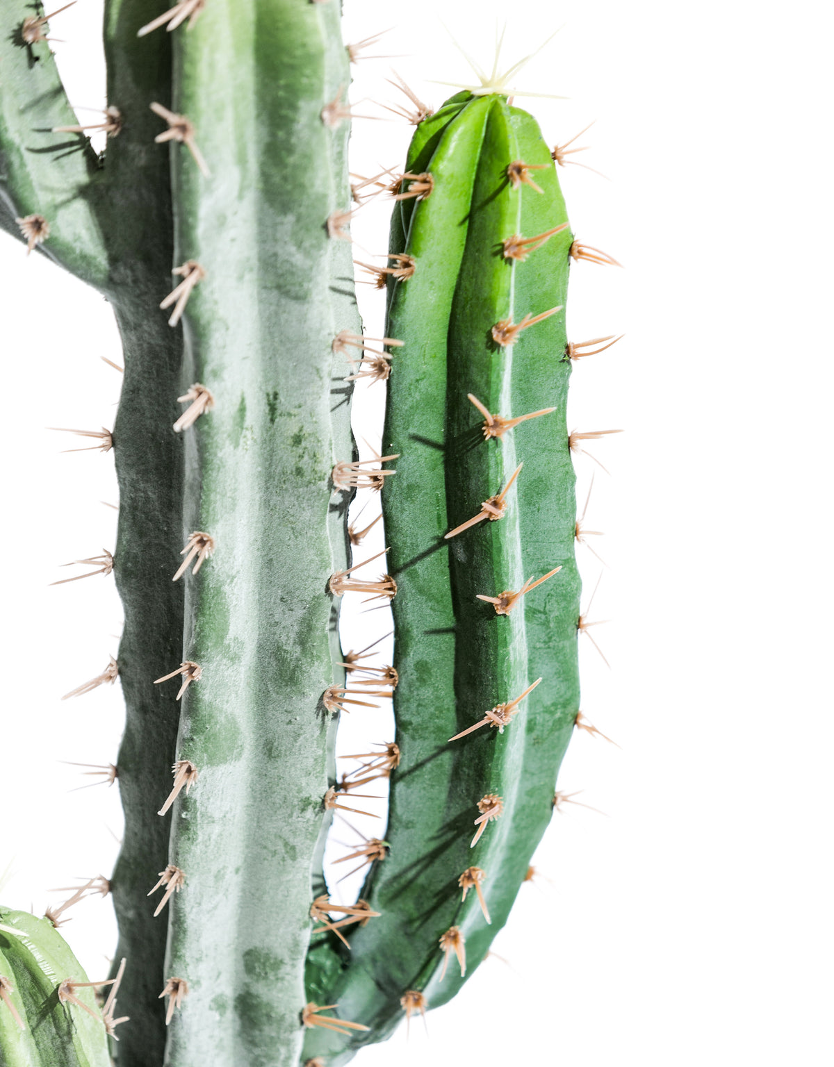 Classic Cactus Plant in Black Pot - AF135