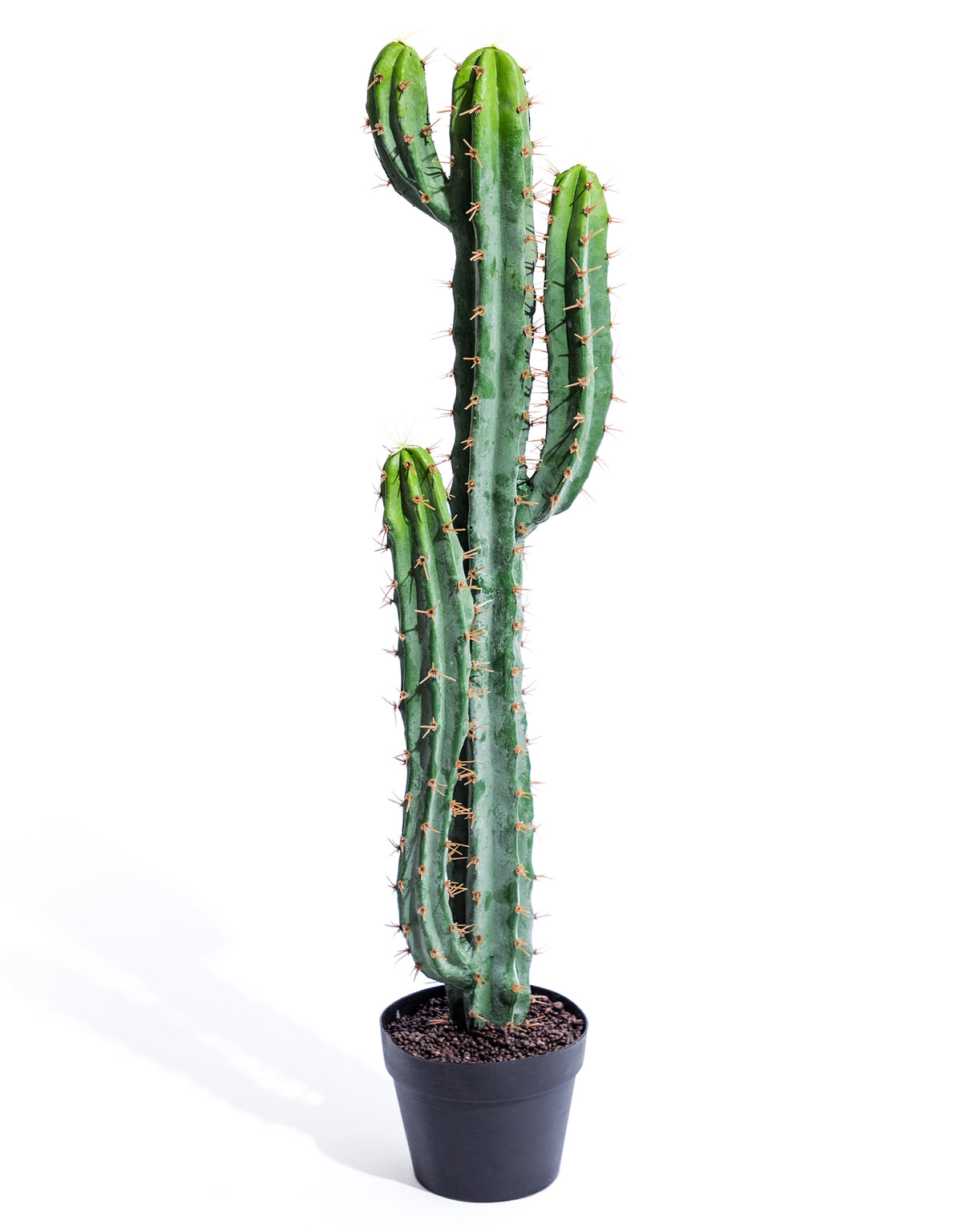 Classic Cactus Plant in Black Pot - AF135