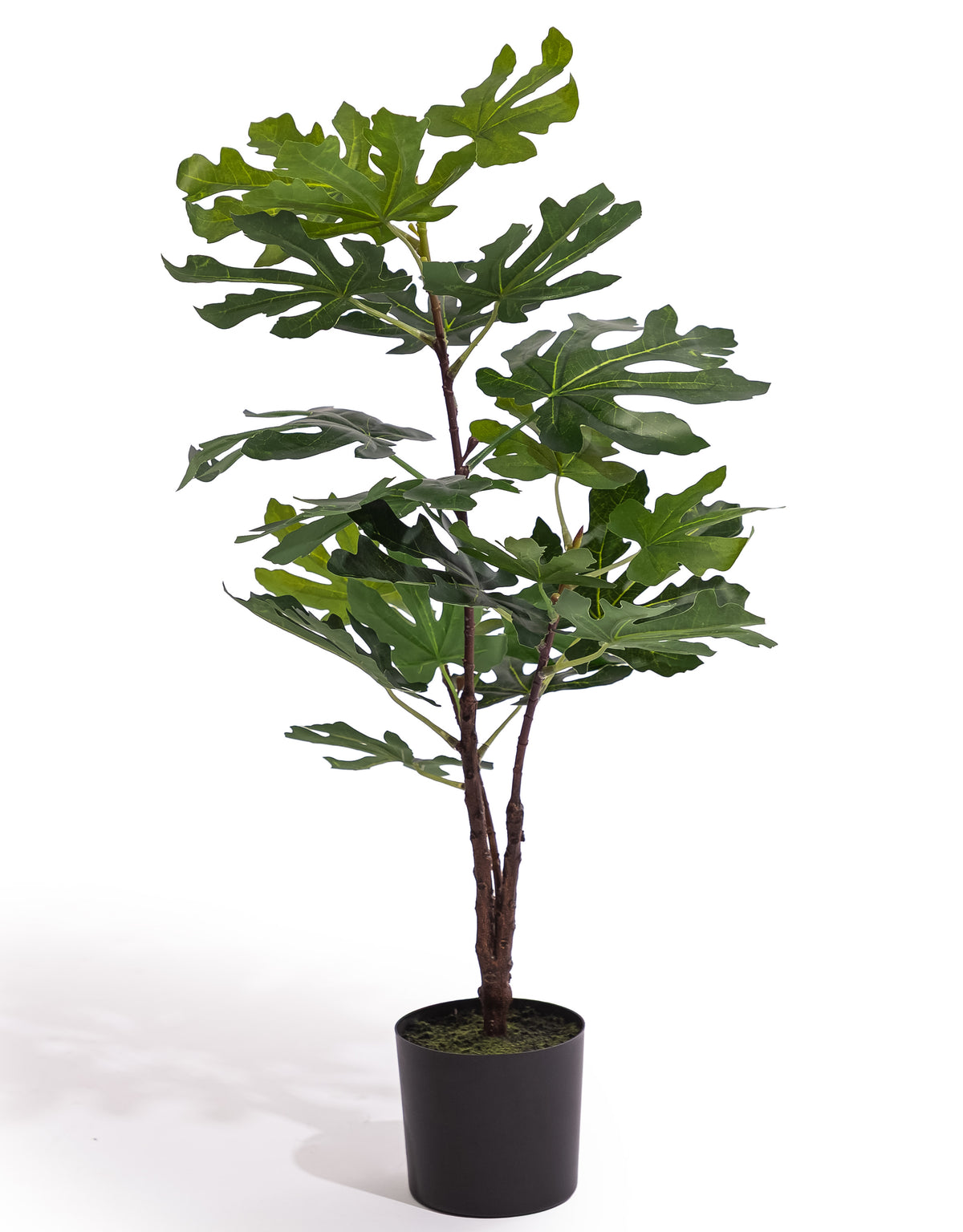 Ornamental Potted Fig Tree - AF138