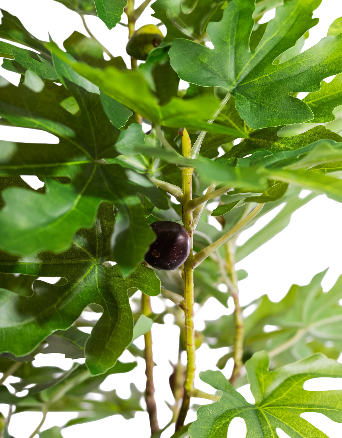 Large Ornamental Potted Fig Tree - AF139