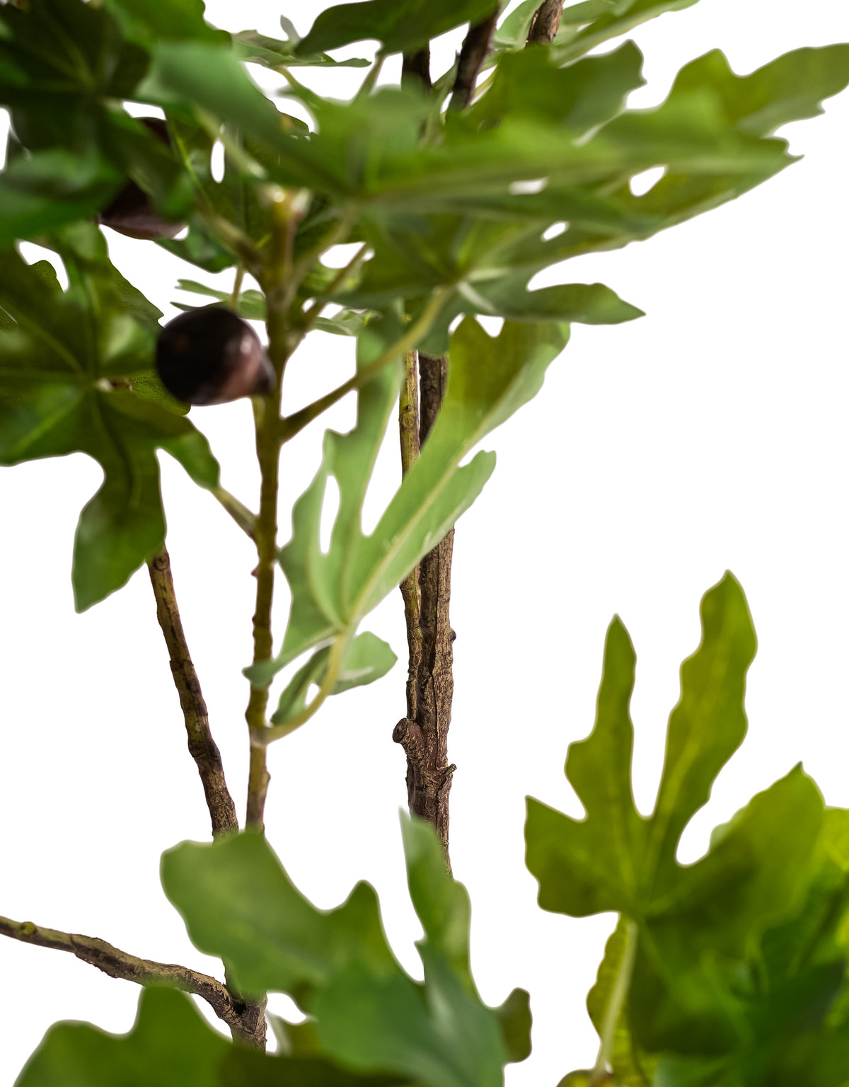Large Ornamental Potted Fig Tree - AF139