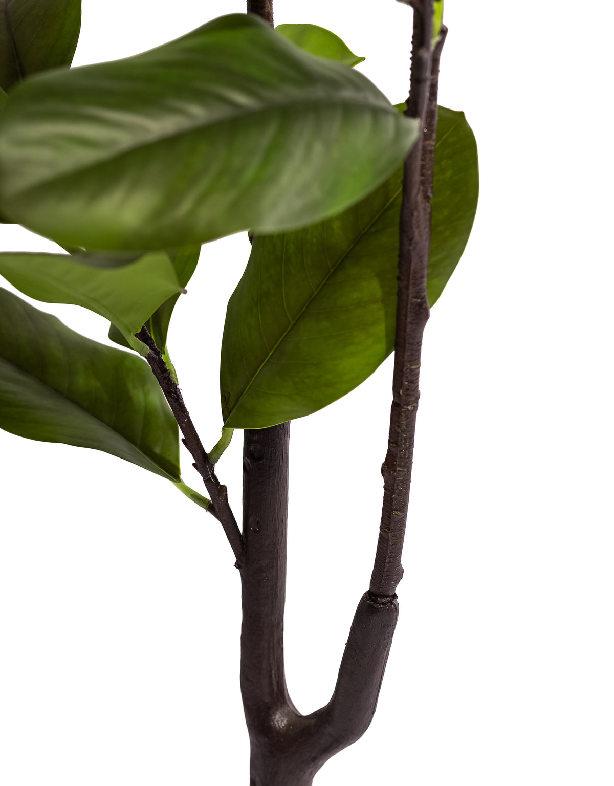 Ornamental Potted Magnolia Tree - AF140