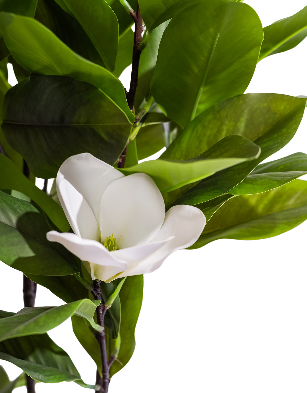 Ornamental Potted Magnolia Tree - AF140