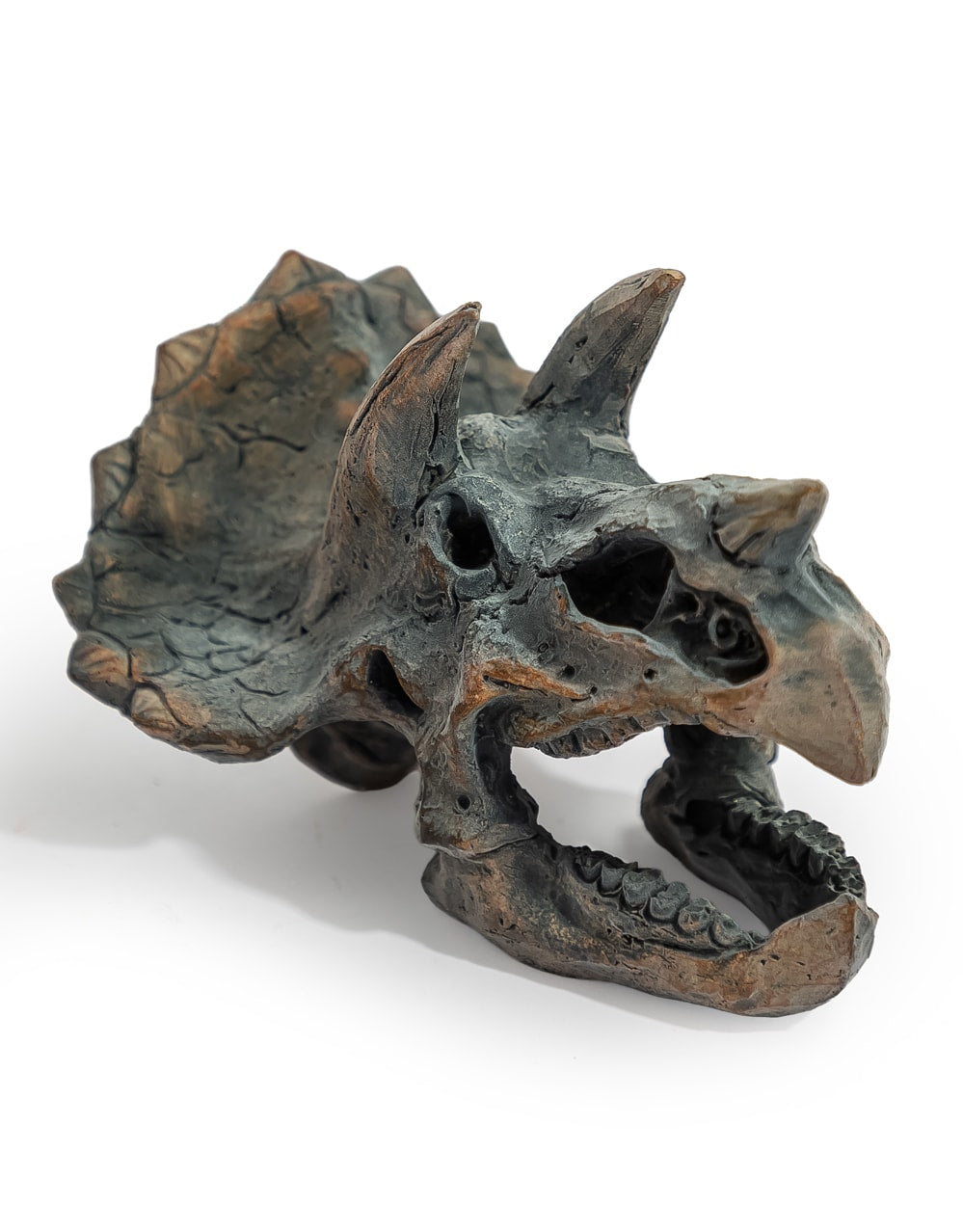 Triceratops Skull Table Decor - BD207