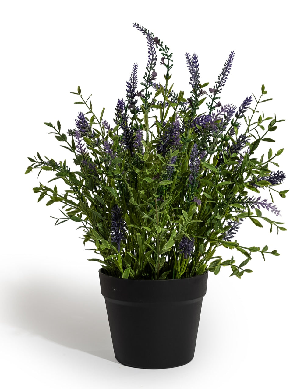 Lavender Plant in Black Pot - AF142