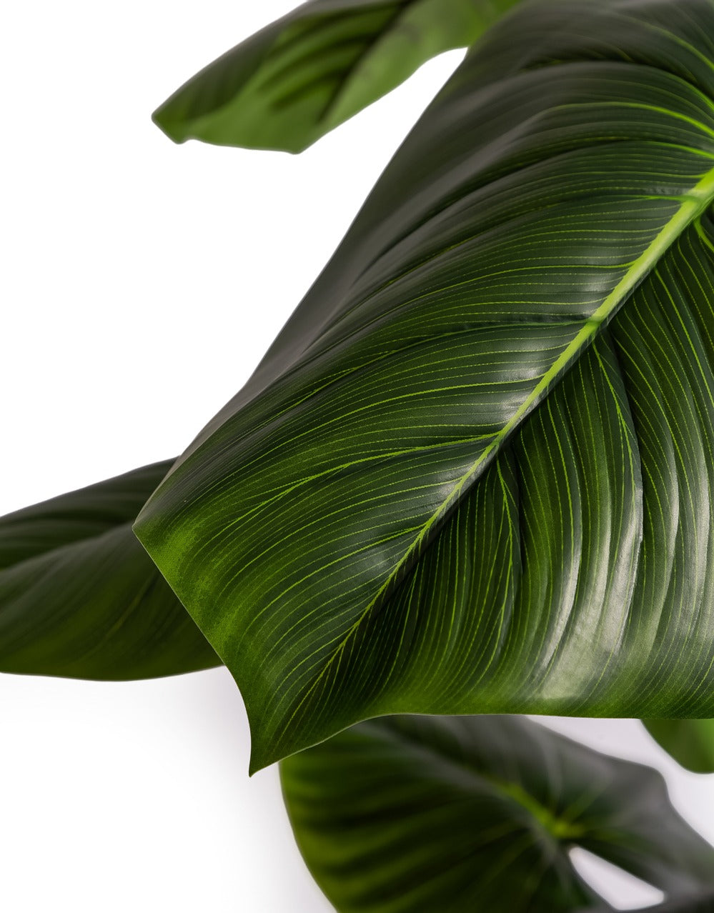 Extra Large Philodendron Tree - AF144