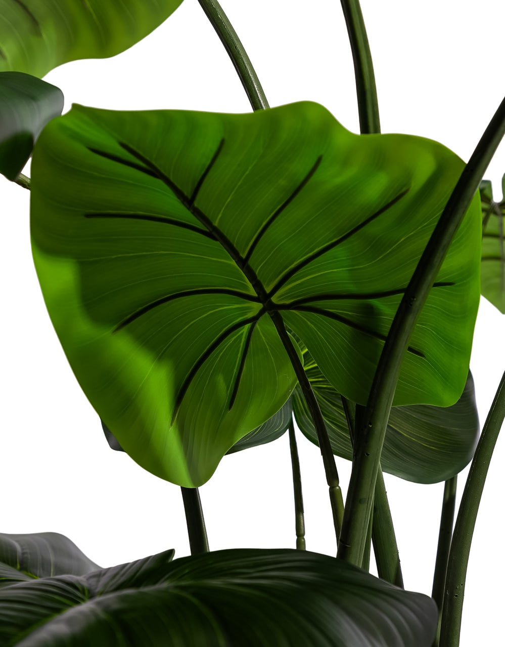 Extra Large Philodendron Tree - AF144