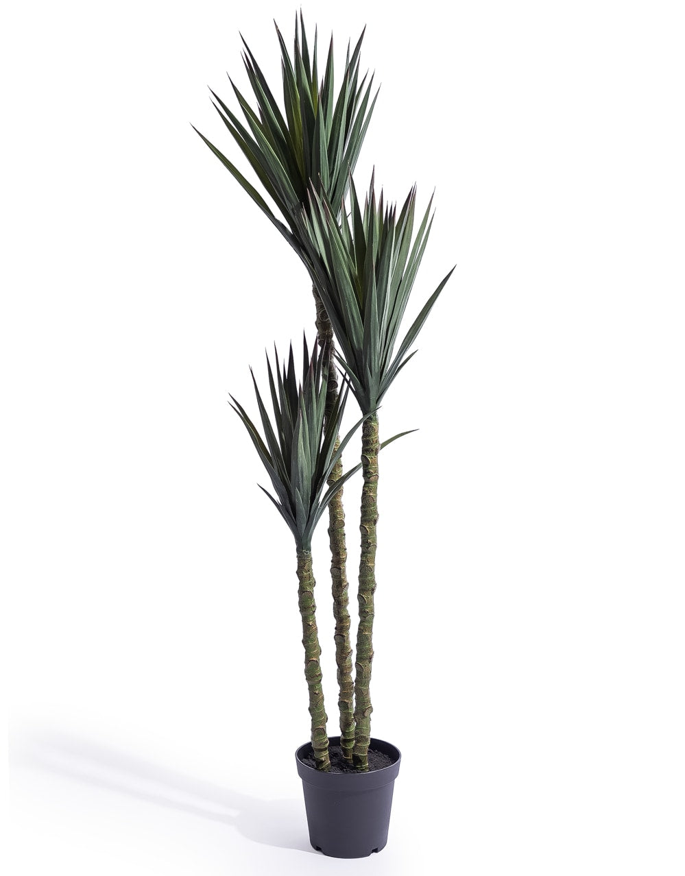 Extra Large Triple Stem Sisal Tree - AF145