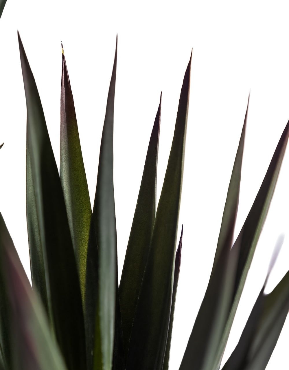 Extra Large Triple Stem Sisal Tree - AF145