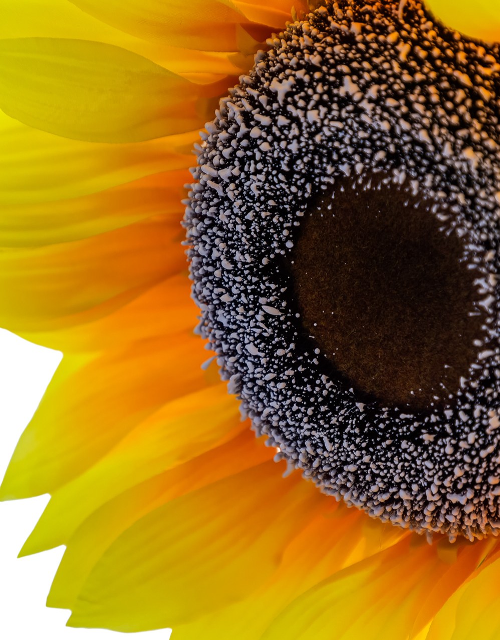 Giant 185cm Sunflower - AF147