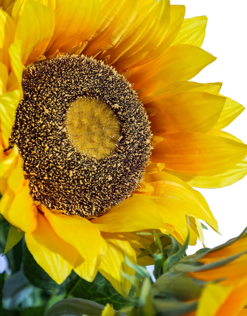 Extra Large 115cm Sunflower - AF148