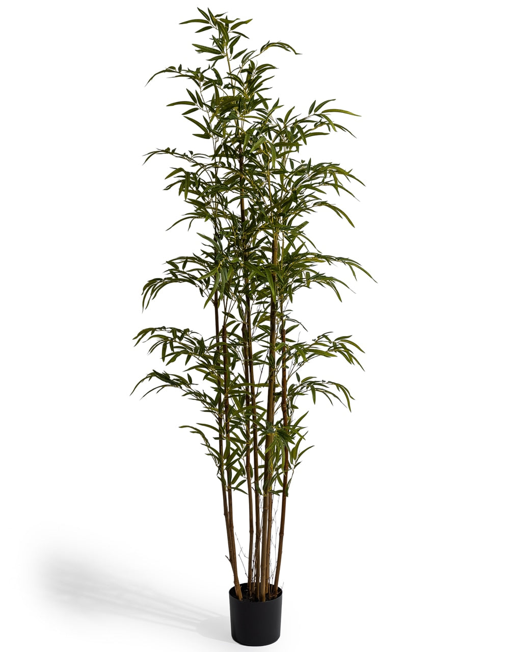 Classic Bamboo Tree - AF149
