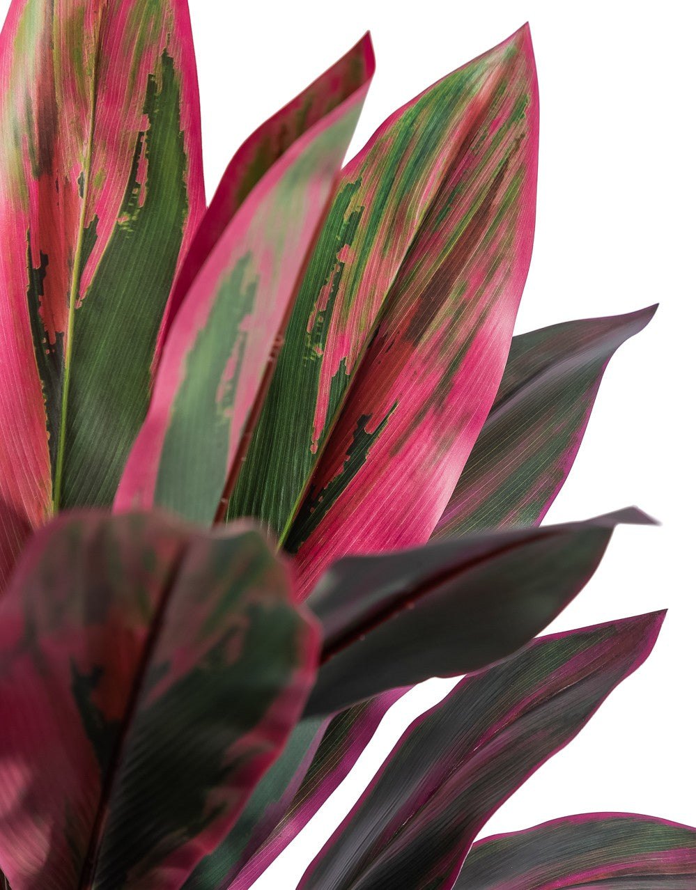 Large Red Dracaena Plant in Black Pot - AF150